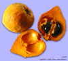 Canistel Eggfruit