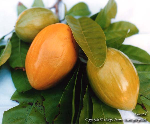 Canistel Pouteria campechiana